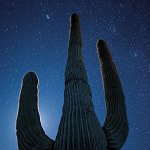 Highly Commended, ‘In Praise of Plants’ category, Veolia Environnement Wildlife Photographer of the Year 2010 competition: owned by the Natural History Museum and BBC Wildlife Magazine.  A treasured symbol of the American Southwest, the saguaro cactus occurs only in southern Arizona, northern Mexico and a small area of California. It’s the world’s largest cactus, and yet it is incredibly slow growing, with a lifespan of 150 years or more. During its life, it provides nectar and fruits, as well as homes, for numerous desert animals, including woodpeckers and owls. Chris set out to capture the grandeur of this individual, growing in the Organ Pipe Cactus National Monument, Arizona, and “convey the feeling of awe I felt while walking among such giants.” To achieve the star-studded background, he used a high ISO to keep the stars from blurring and created the halo by positioning the rising moon behind one of the saguaro’s arms. Nikon D700 + 14-24mm f2.8 lens; 30 sec at f2.8; ISO 3200; Gitzo GT3540LS tripod + Kirk ballhead.